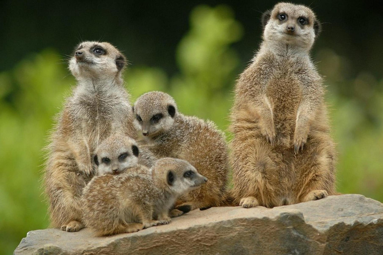 Belfast Zoo: Entry Ticket