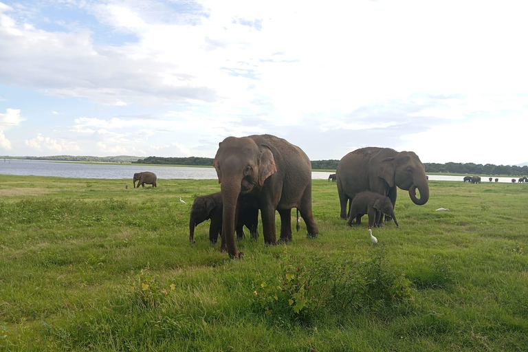 Minneriya: Privat jeepsafari i Minneriya nationalpark