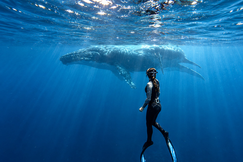 Mirissa: Dolphin Swim Blue Whale Snorkelling | All-Inclusive Mirissa: Scuba Diving & Turtle Snorkelling Experience