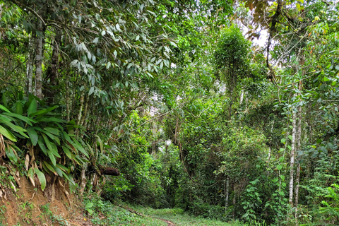 CAMINHO DO OURO - Guided tour Atlantic Forest, Waterfalls, Stories.