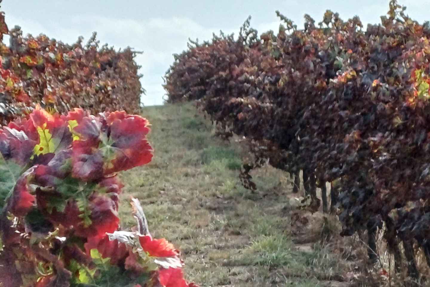 Depuis Lisbonne : Excursion d'une Journée à Évora, Vila Viçosa et Dégustation de Vins