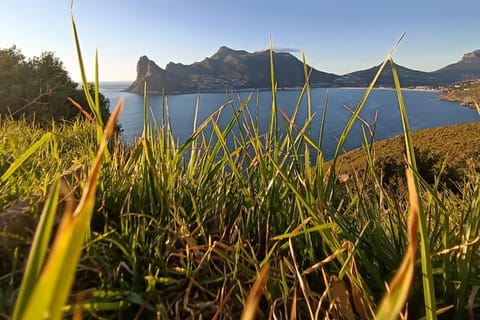 From Cape Town: Hermanus Day Trip with Stony Point Penguins
