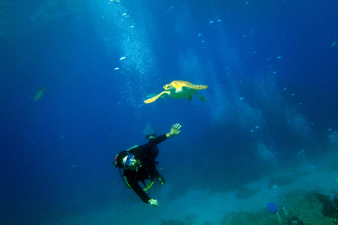 Cancun: 2-Tank Dive for Beginners with MUSA and Reef Dive