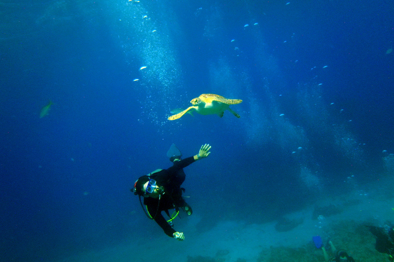 Cancun: 2-Tank Dive for Beginners with MUSA and Reef Dive