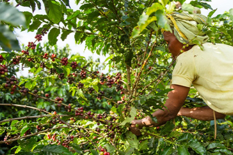 Pemba: Kryddnejlika-plantage och swahili-dansshowPemba: Rundtur på kryddnejlikaplantage och swahili-dansshow
