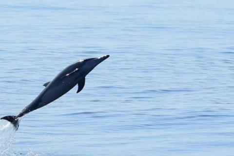 Observación de delfines en Mascate
