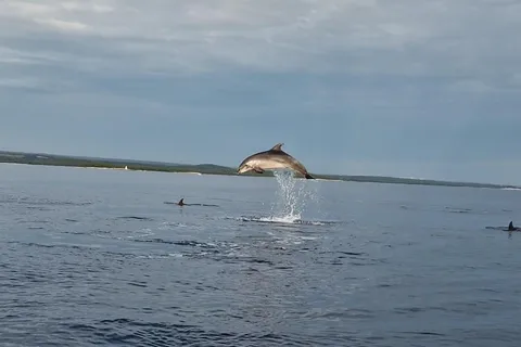 Dolphin private sunset tour Rovinj