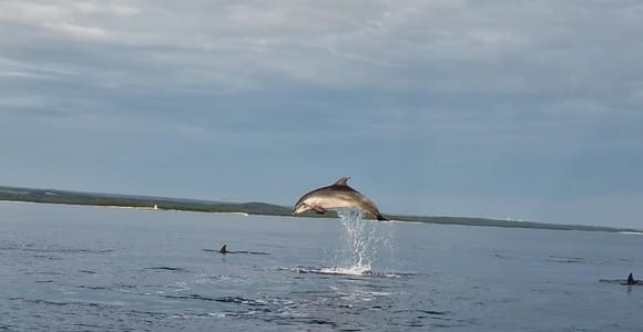 Delphin private Tour zum Sonnenuntergang Rovinj