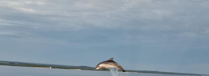 Visite privée des dauphins au coucher du soleil à Rovinj