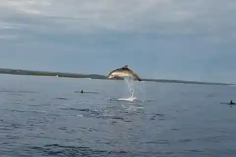 Dolphin private sunset tour Rovinj