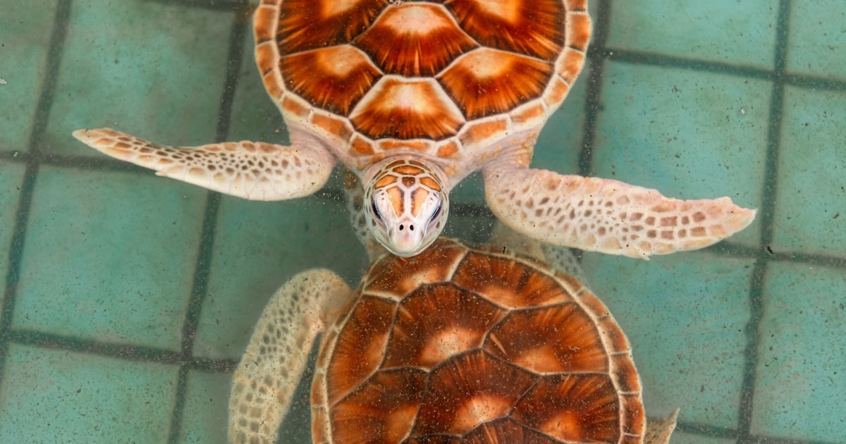 Continua la caccia illegale alle tartarughe marine: i motivi
