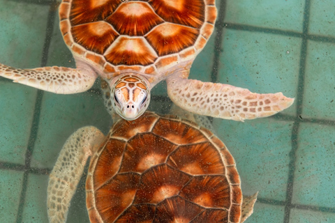 Phuket: Sea Turle Center,Temples,Tsunami & Elephant and More