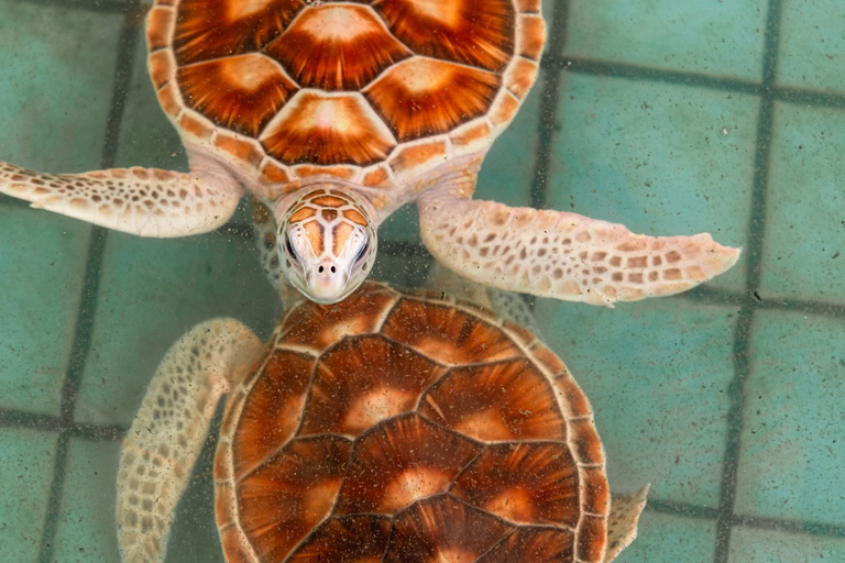 Phuket: Sea Turle Center,Temples,Tsunami & Elephant and More