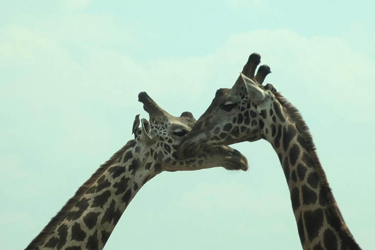 A 10-day Lowland Gorilla trek expedition in DR Congo