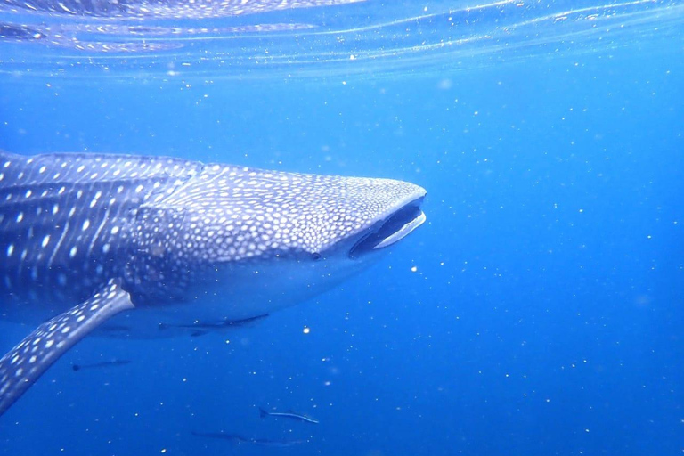 Viaje de buceo a las islas DimaniyatBuceo en las islas Dimaniyat