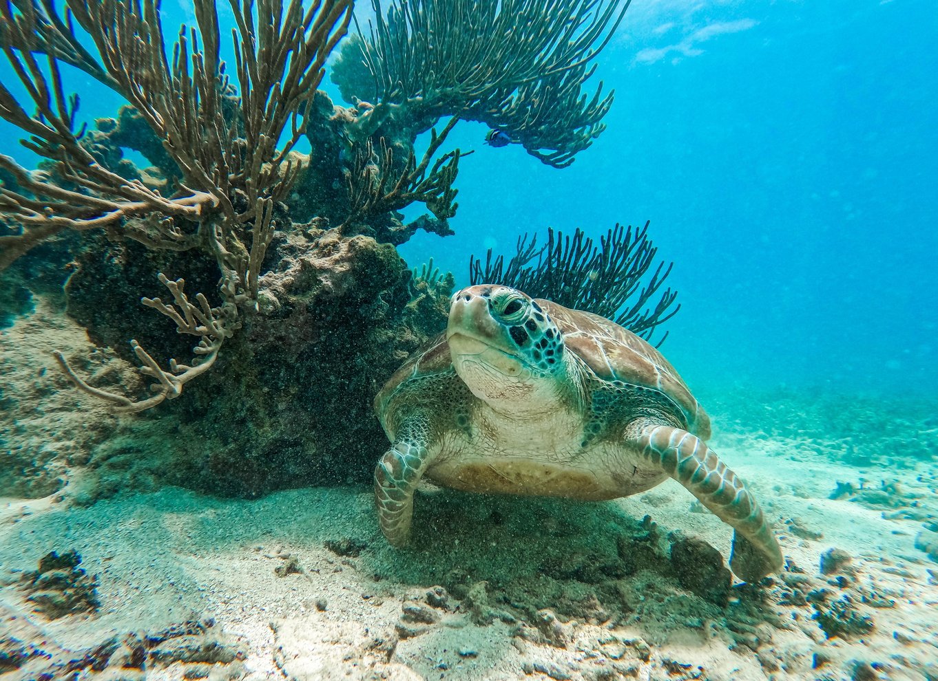 Tulum: 2-timers snorkling på to steder af Tulums rev