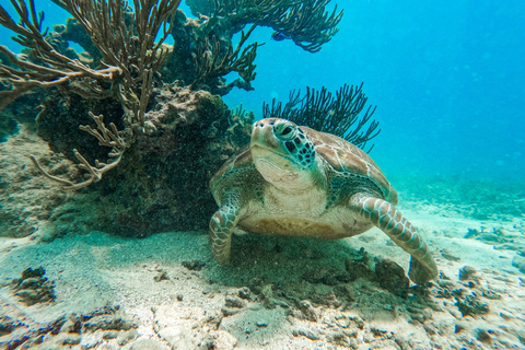 Tulum: Snorkeling at Paradise Reef