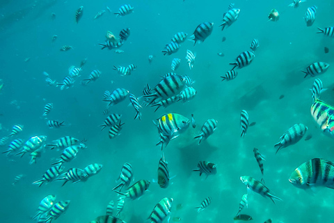 BFT Nusa Penida: Snorkeling to Manta Point &amp; Manta BayShare snorkeling group up 100 Pax