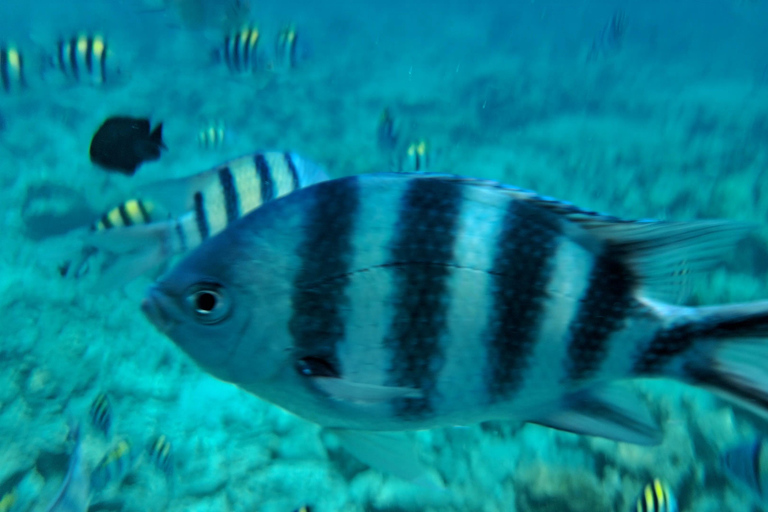 Zanzibar: Passeio de mergulho com snorkel na Ilha Mnemba