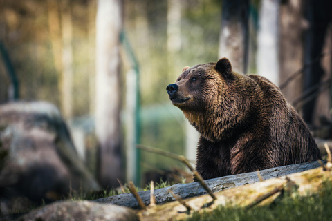 Brașov: Bear Sanctuary and Bran Castle - Private Day Trip