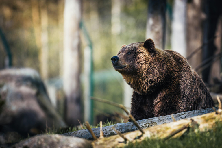 Brașov: Bear Sanctuary and Bran Castle - Private Day Trip