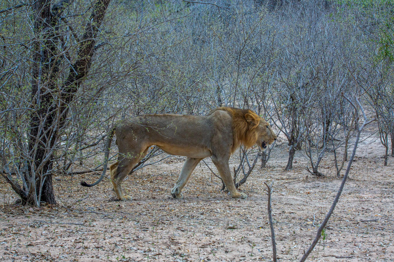 Depuis Zanzibar : Safari de nuit dans le Selous G.R. avec volssafari partagé