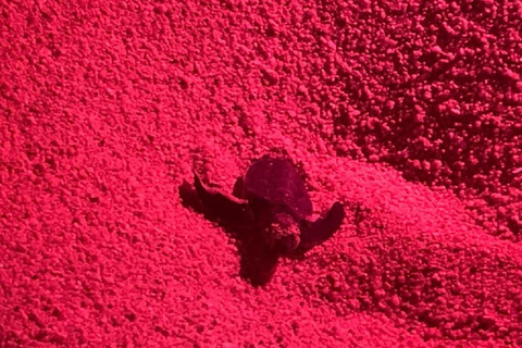 Huatulco: Nighttime Sea Turtle Monitoring guided by a biologist Hiking and Nighttime Sea Turtle Monitoring