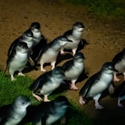 Melbourne: Penguin Parade & Phillip Island Scenic Day Tour