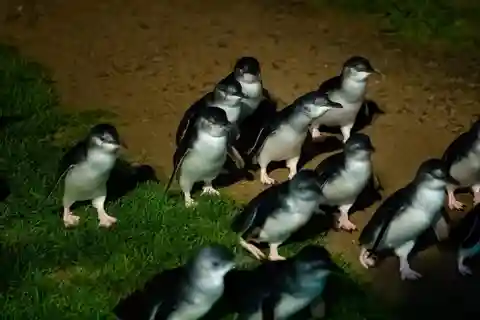 Melbourne: Desfile de pinguins e excursão panorâmica à ilha Phillip