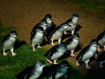 Melbourne: Penguin Parade & Phillip Island Scenic Day Tour
