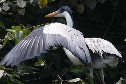 Rio de Janeiro: Half-Day Boat Tour in Marapendi Lagoon
