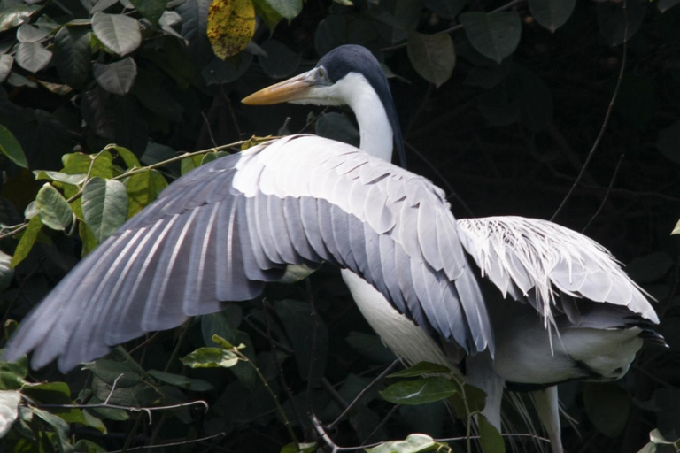 Rio de Janeiro: Half-Day Boat Tour in Marapendi Lagoon