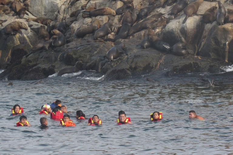 Lima: Palomino Island Marine Adventure Tour swimming with Sea Lions