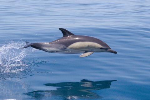 Portimão: Benagil Caves & Dolphins Watching with Biologist