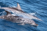 Hervey Bay, Scenic Fraser Island Fun Cruise - Housity