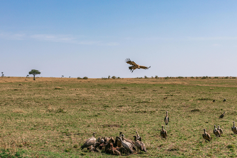 Arusha: 6-Day Safari to Tarangire, Serengeti, and Ngorongoro