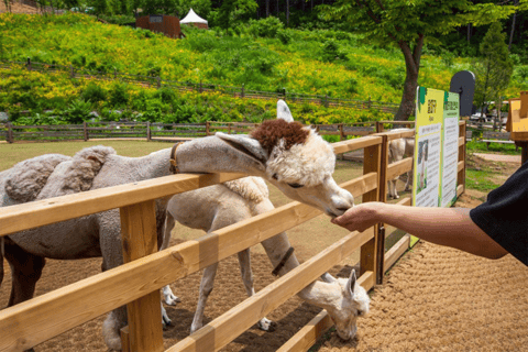 Von Seoul aus: Alpakafarm mit Bahnrad/RodelrennenRailbike-Gruppentour, Treffen in Dongdaemun (DDP)