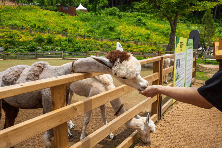 From Seoul: Alpaca Farm with Rail bike/ Luge Racing Railbike Group Tour, meet at Dongdaemun (DDP)