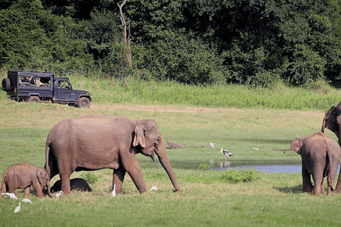 Polonnaruwa Ancient City and Wildlife Safari from Dambulla