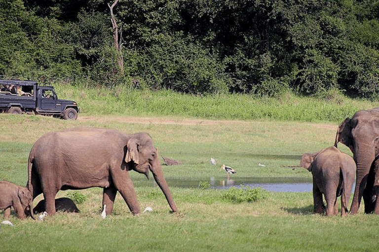 Ancienne ville de Polonnaruwa et safari animalier au départ de Dambulla