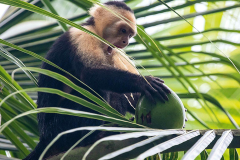 Manuel Antonio: LAS 5 MEJORES COSAS QUE HACER Todos los Tours-Costa Rica