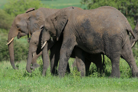 Tarangire National Park Full-Day Wildlife Safari