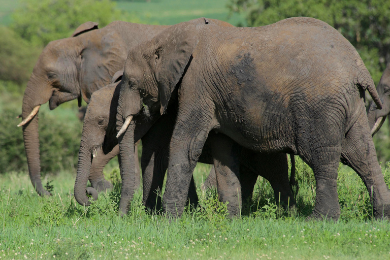 Park Narodowy Tarangire - całodniowe safari z dziką przyrodą