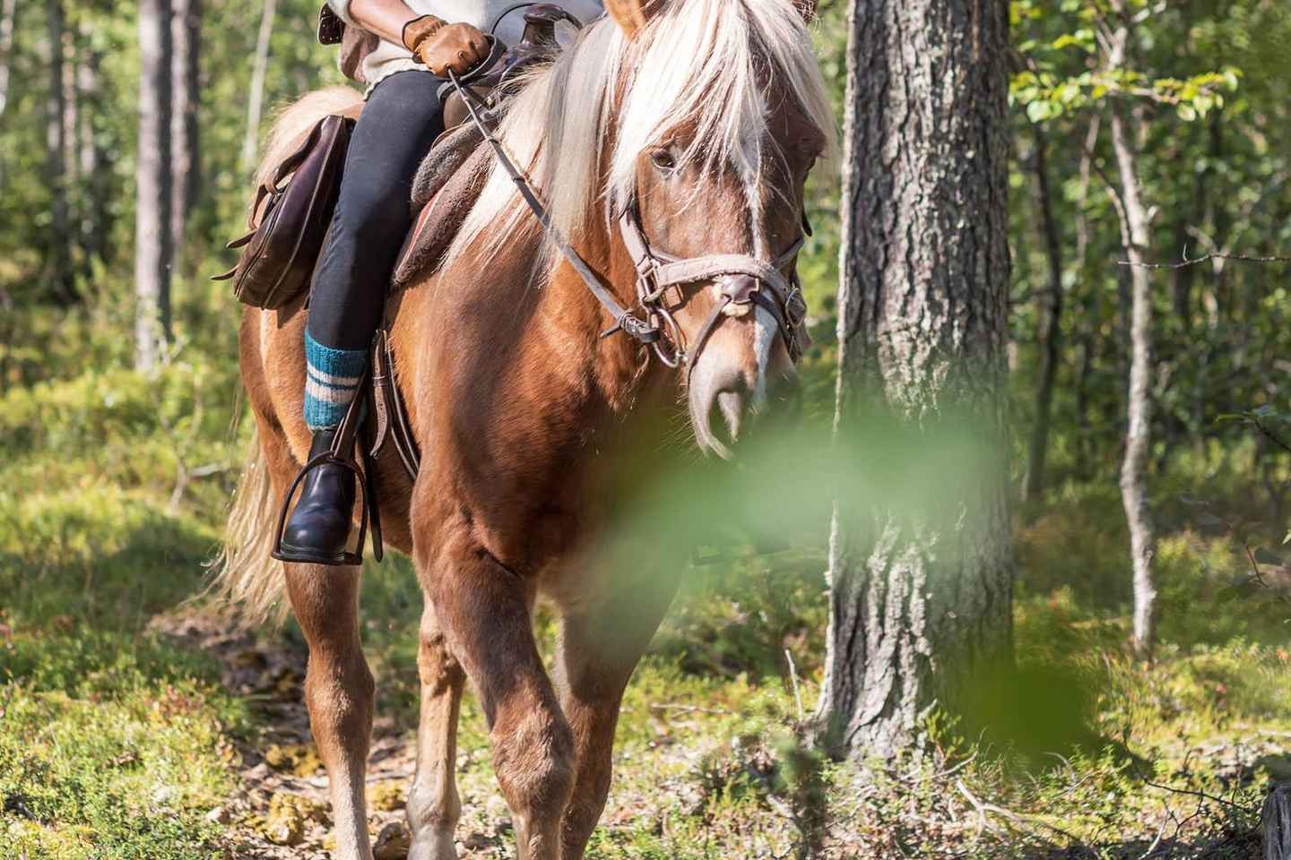 Levi: Full-Day Horseback Riding Adventure