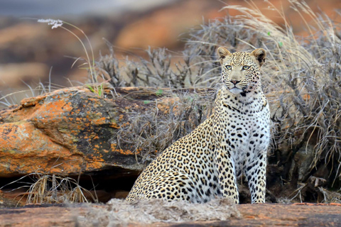 Safari de 2 jours dans les parcs de Tsavo Est et Tsavo Ouest