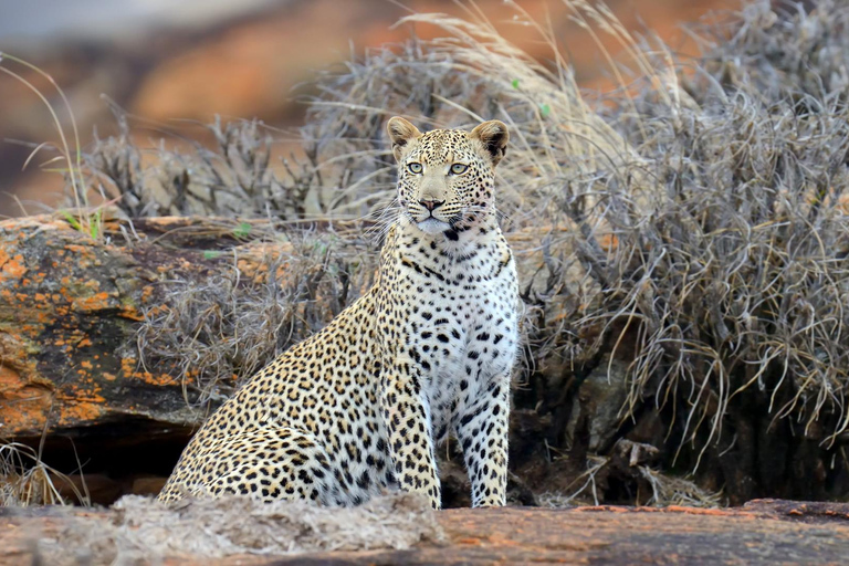 2-dagars viltsafari till Tsavo East &amp; Tsavo West Park