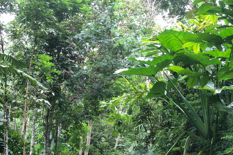 Yogyakarta: Borobudur Climb Up & Selogriyo Rice Terrace Tour