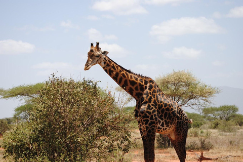 2 giorni e 1 notte di safari nello Tsavo Est da Diani/Mombasa