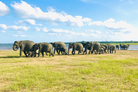Minneriya National Park Safari & Pidurangala Sunset Hike