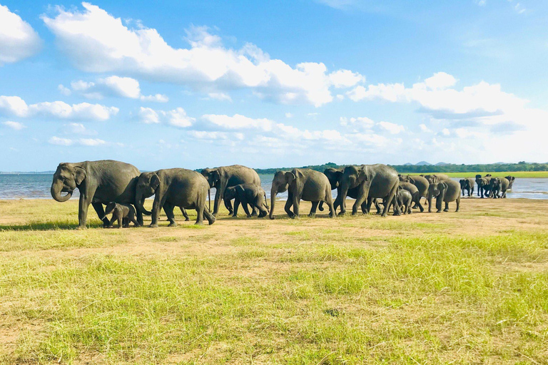 Minneriya National Park Safari & Pidurangala Sunset Hike
